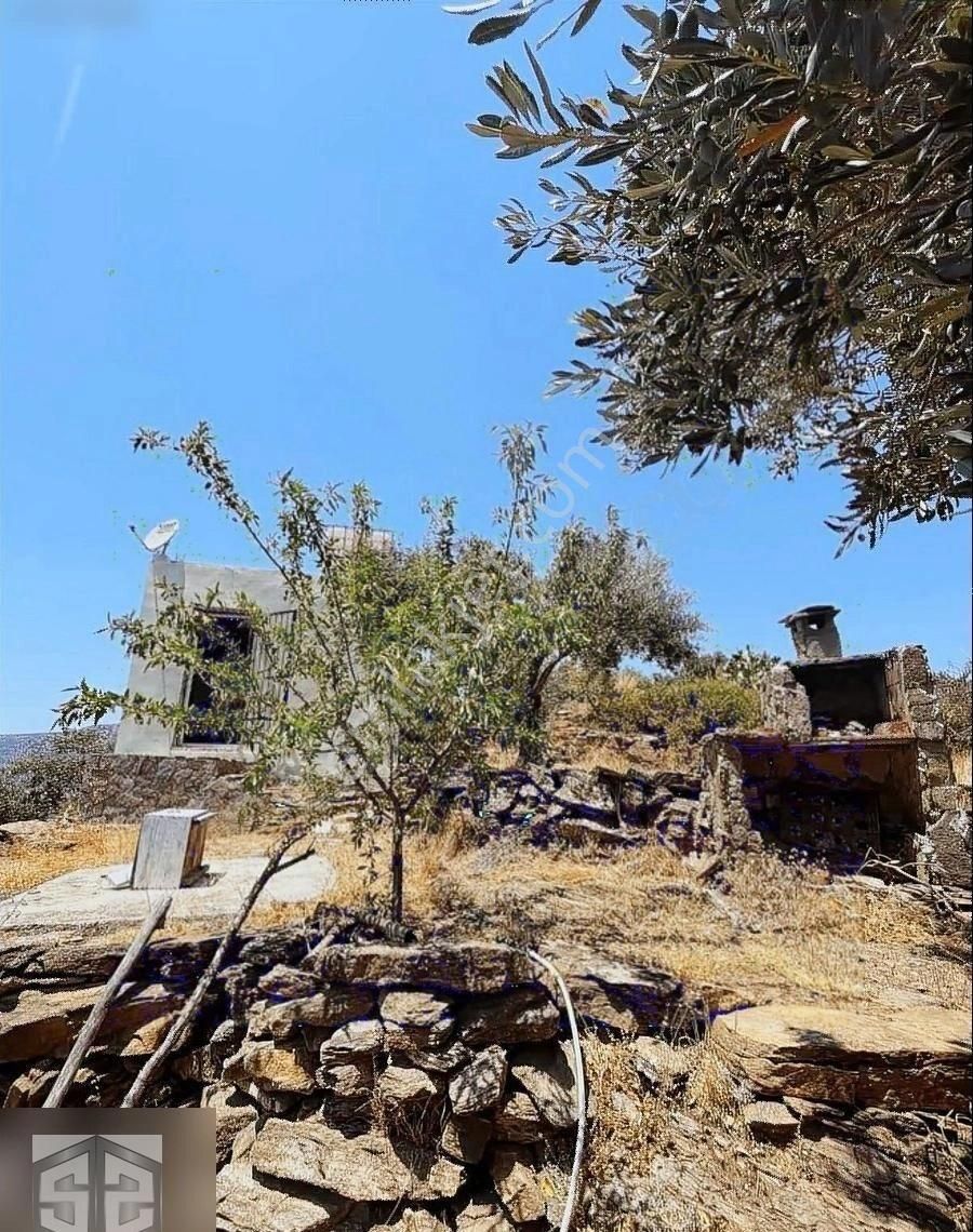 İzmir Selcuk Belevi Köyü 8146 M2 İçinde Evi Olan Zeytinlik - Görsel 2