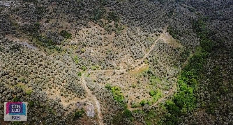 Orhangazi Çakırlı Satılık Zeytinlik Çakır'lıda Göl Manzaralı 444 M2 Zeytinlik