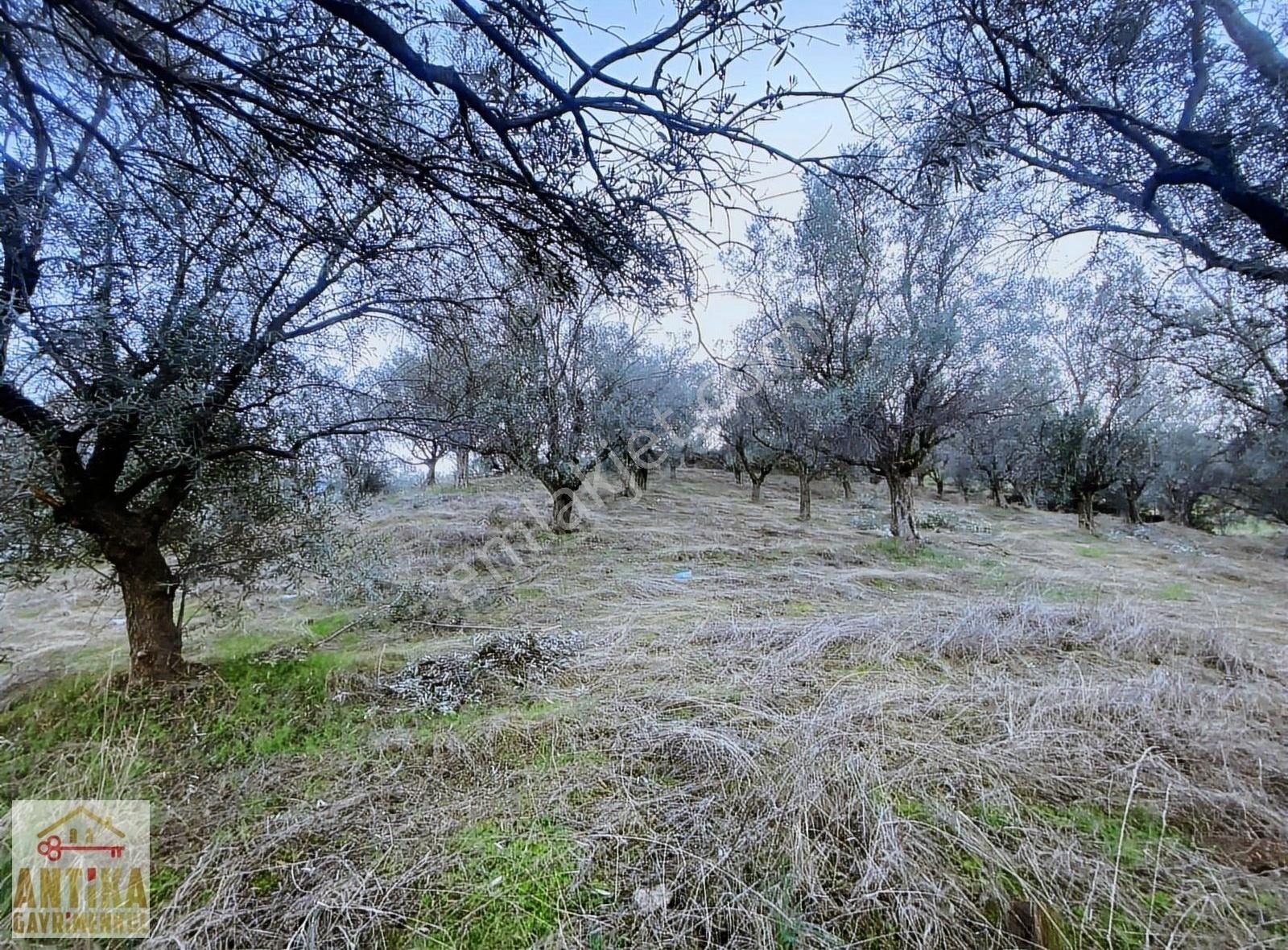 Ödemiş Bademli Satılık Zeytinlik Antika Gayrimenkulden Bademli Baraj Manzaralı 3026 M² Zeytinlik