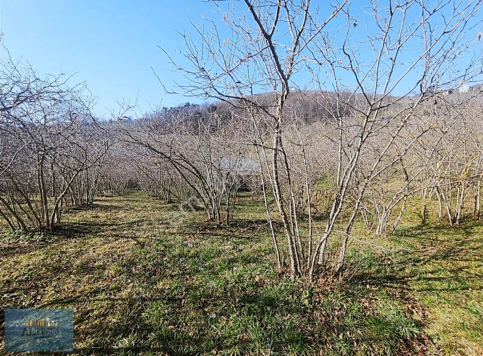 Akyazı Madenler Satılık Konut İmarlı Altıntaş Gayrimenkulden Köy İçi İmarlı Yatırım Fırsatı Arsa