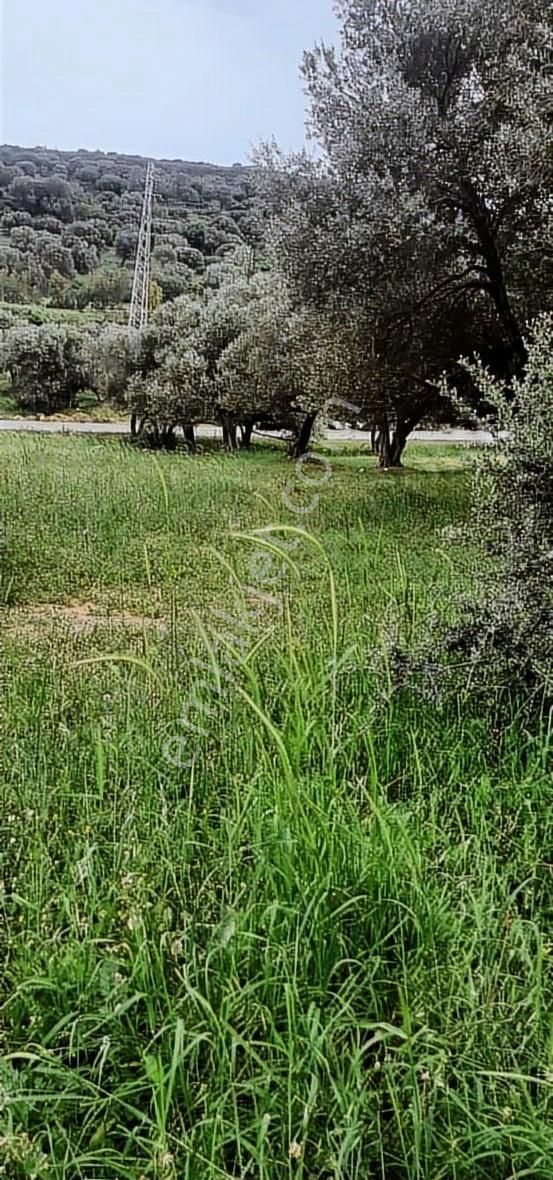 Foça Mustafa Kemal Atatürk Satılık Tarla Deniz Manzaralı Yatırımlık Arsa