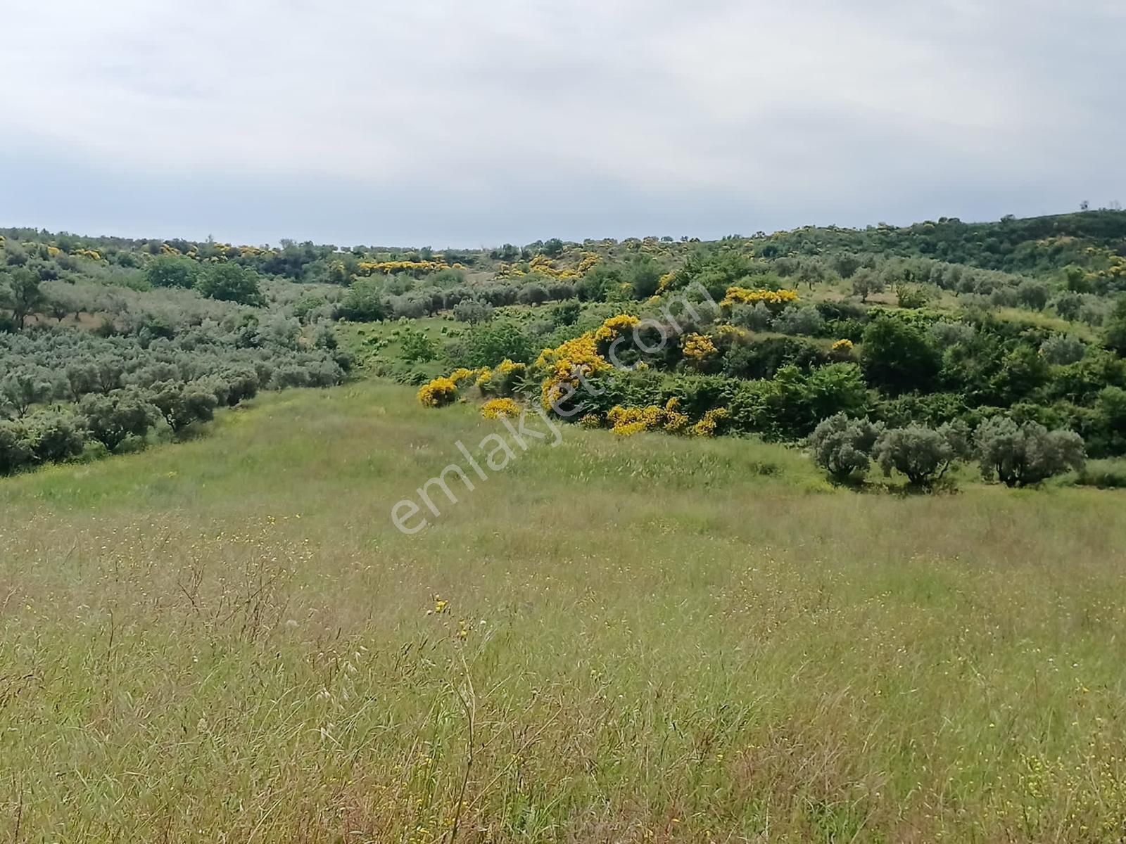 Şarköy Mürefte Satılık Tarla Şarköy Mürefte 1660 M2 Satılık Tarla