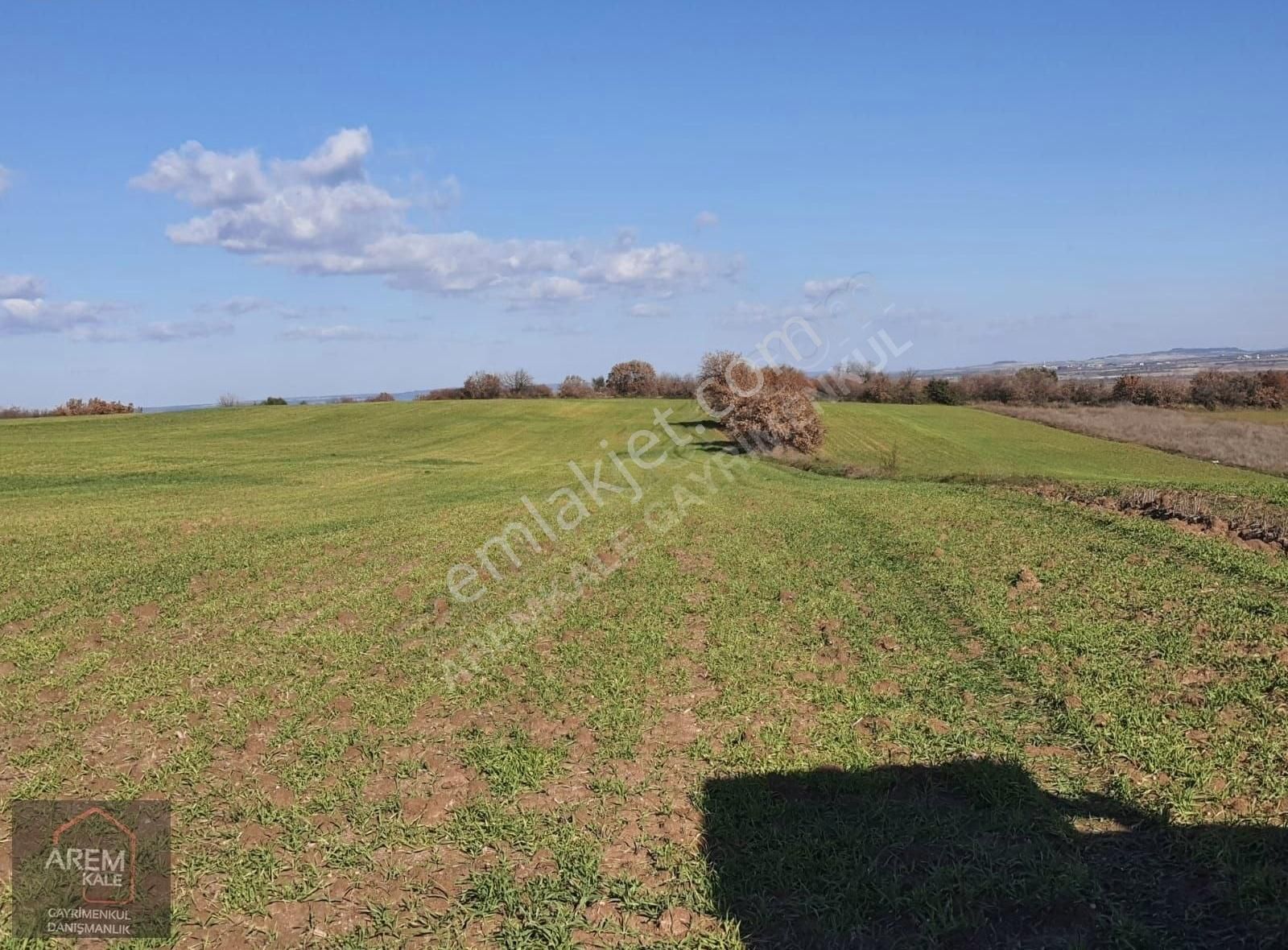 Ezine Mahmudiye Köyü (Atatürk) Satılık Tarla Çanakkale Ezine Mahmudiye Sivritepe Mevkii 14.900m2 Tarla