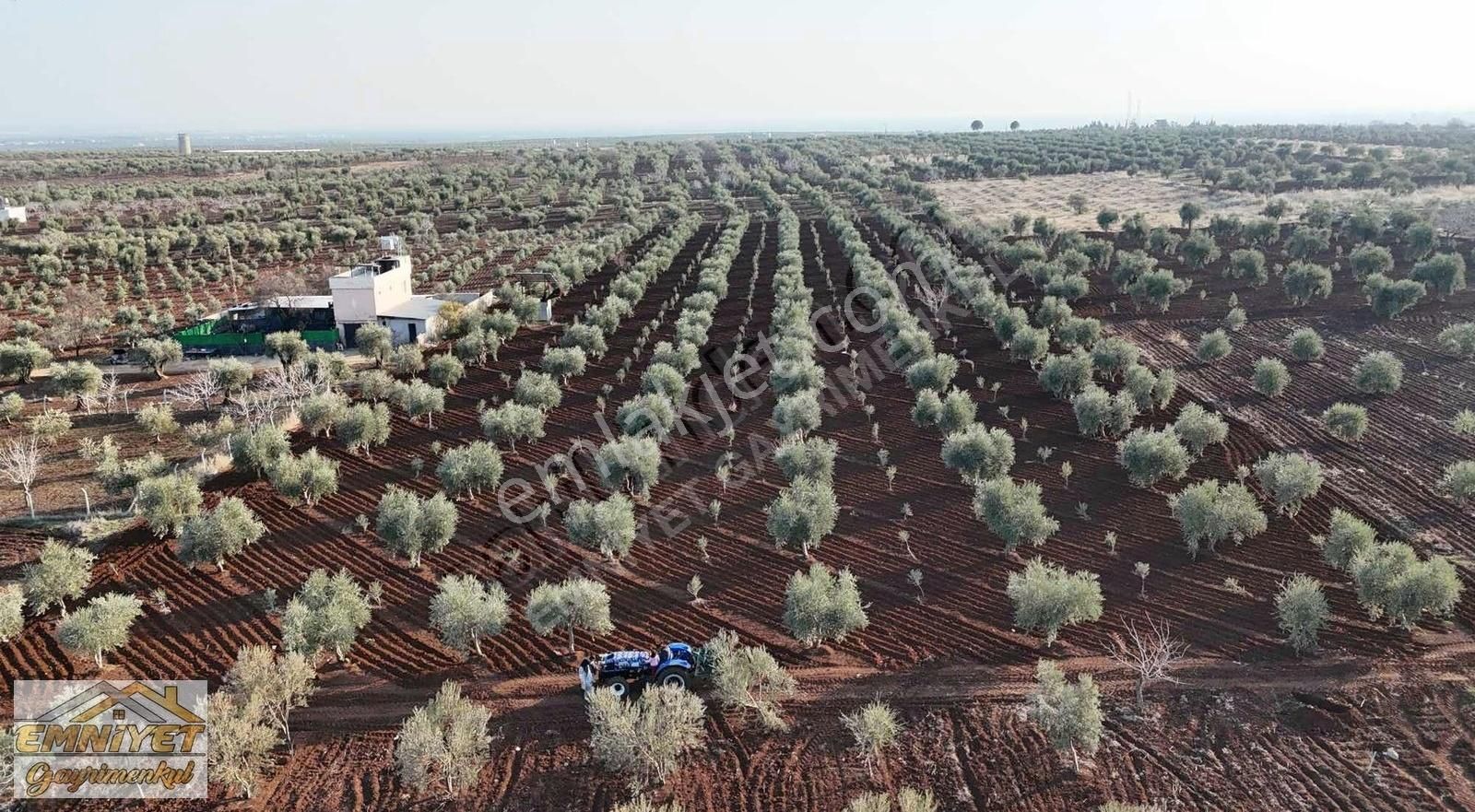 Kilis Merkez Yavuz Sultan Selim Satılık Zeytinlik Emniyet Gayrimenkul Satlık 12500m2 Süper Zeytinlik Sondajlı