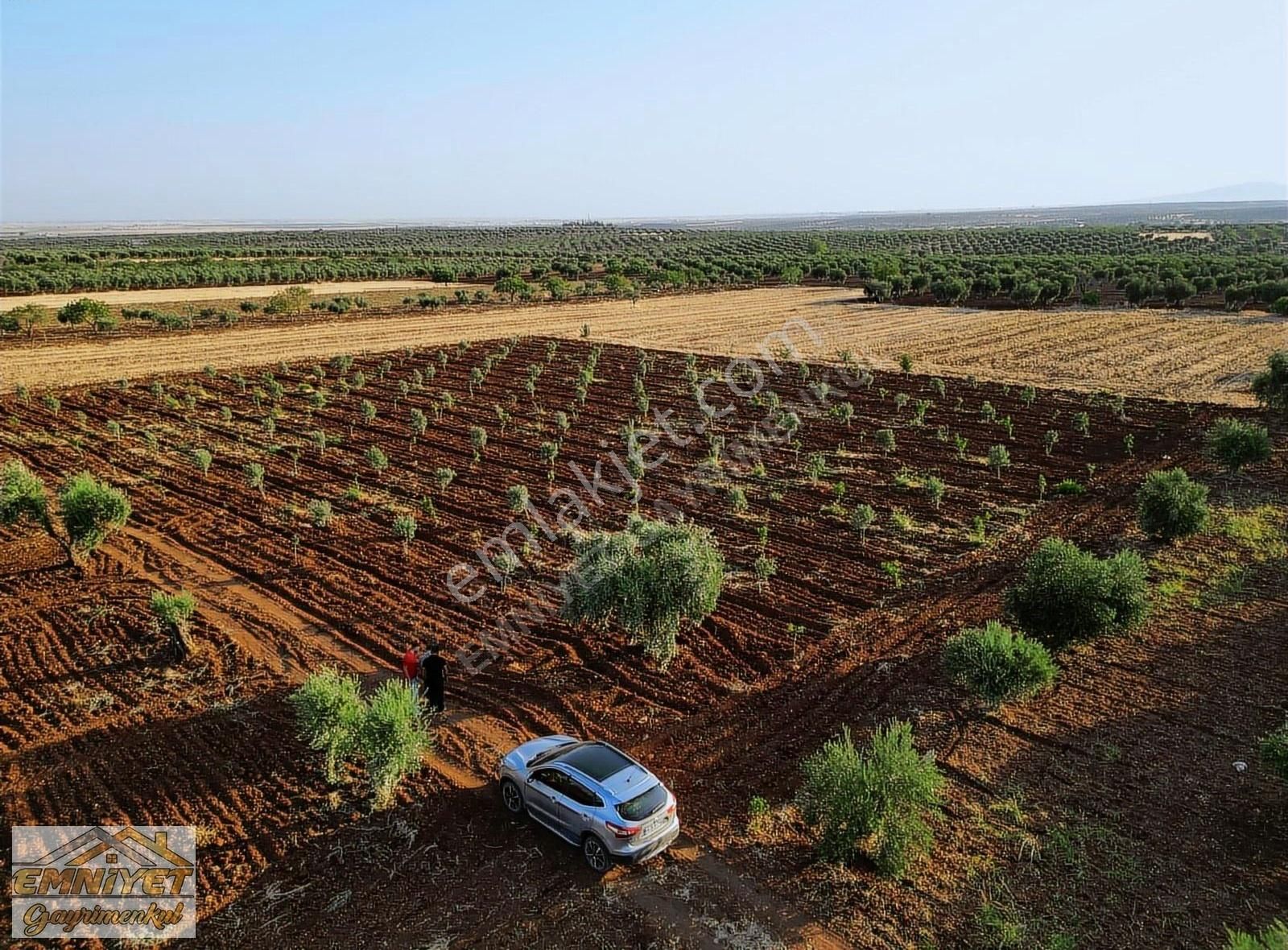 Kilis Merkez Arpakesmez Köyü Satılık Zeytinlik Emniyet Gayrimenkul Satlık Uygun Fiyat Fıstık Ve Zeytin 4518 M2