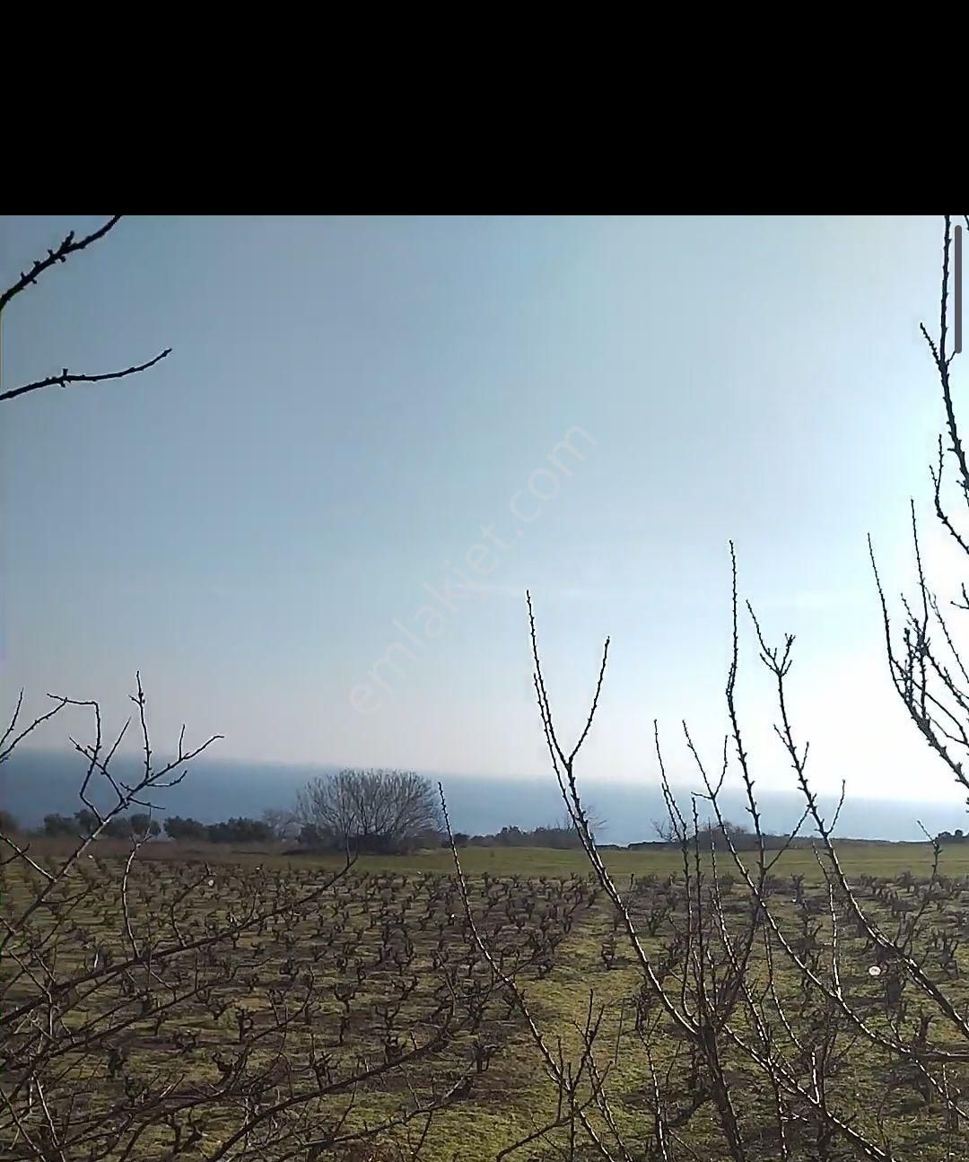 Şarköy Gaziköy Satılık Tarla Tekirdağ Şarköy Gazi Köyde Satılık Arsa