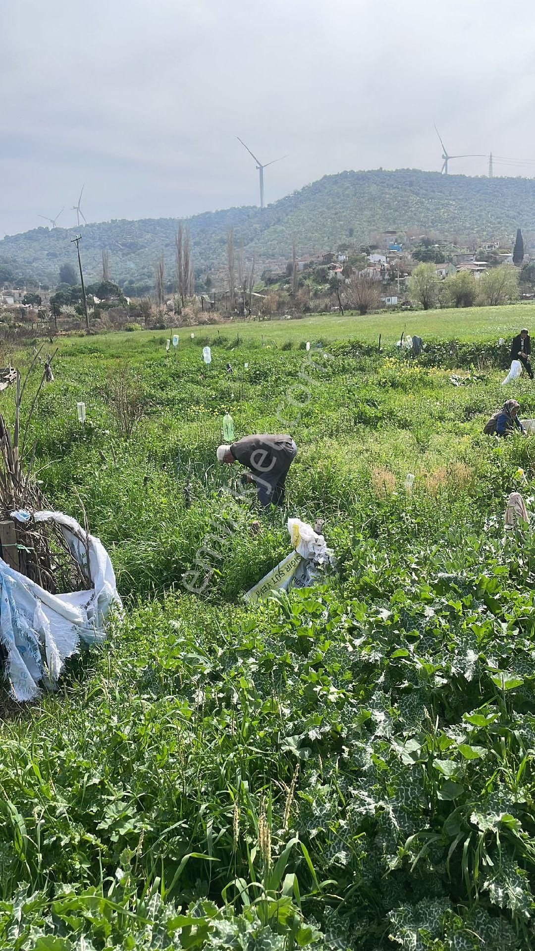 Söke Avşar Satılık Bağ & Bahçe Açıklamayı Okuyun