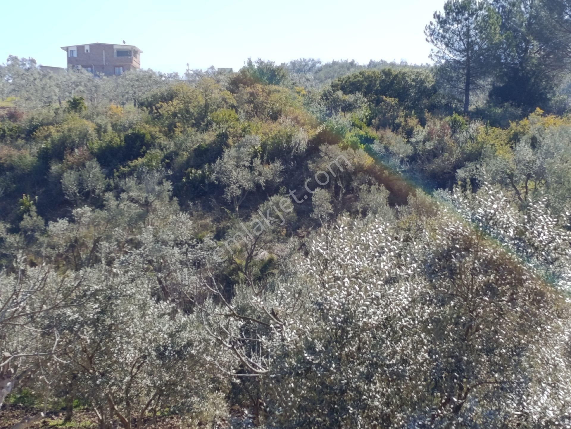 Torbalı Ayrancılar Mahallesinde Mirastan Hisseli Zeytinlik - Görsel 14