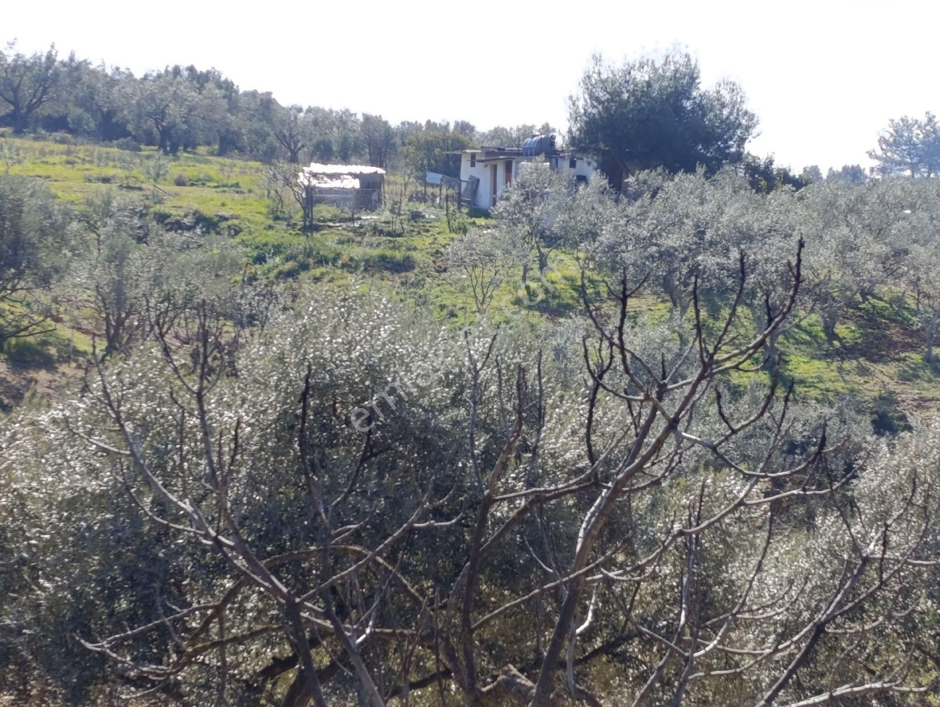 Torbalı Ayrancılar Mahallesinde Mirastan Hisseli Zeytinlik - Görsel 16