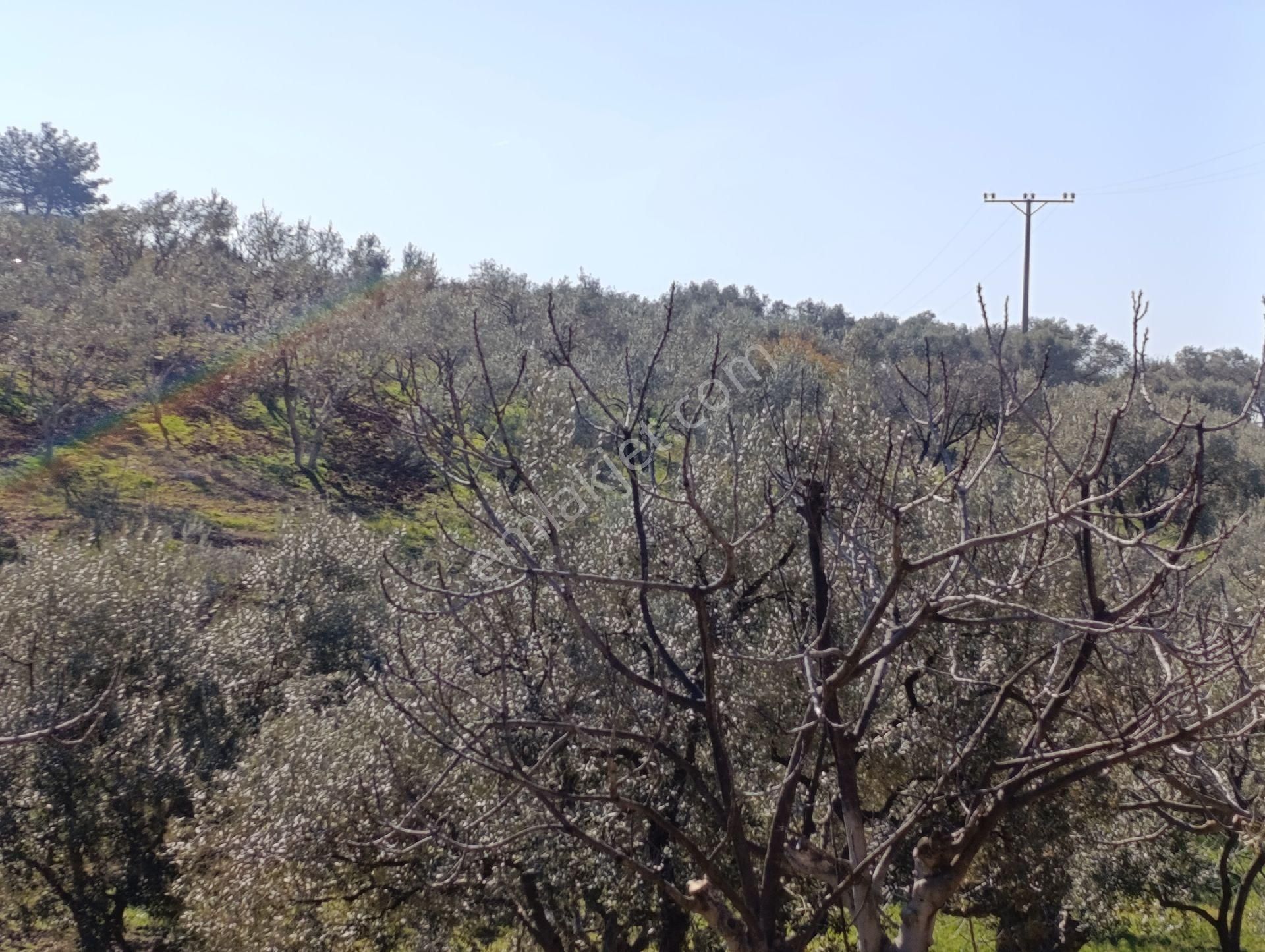 Torbalı Ayrancılar Mahallesinde Mirastan Hisseli Zeytinlik - Görsel 15