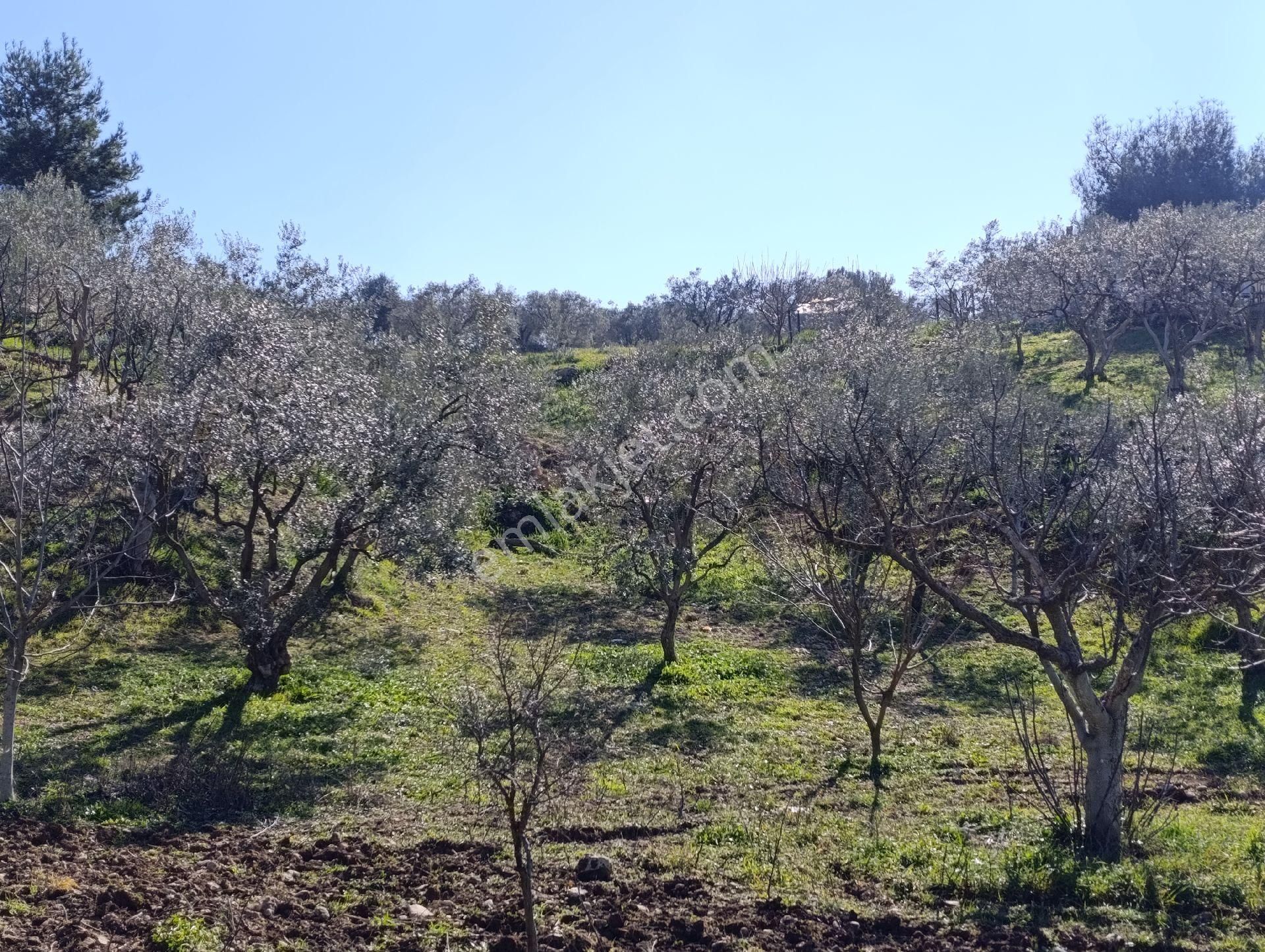 Torbalı Ayrancılar Mahallesinde Mirastan Hisseli Zeytinlik - Görsel 20