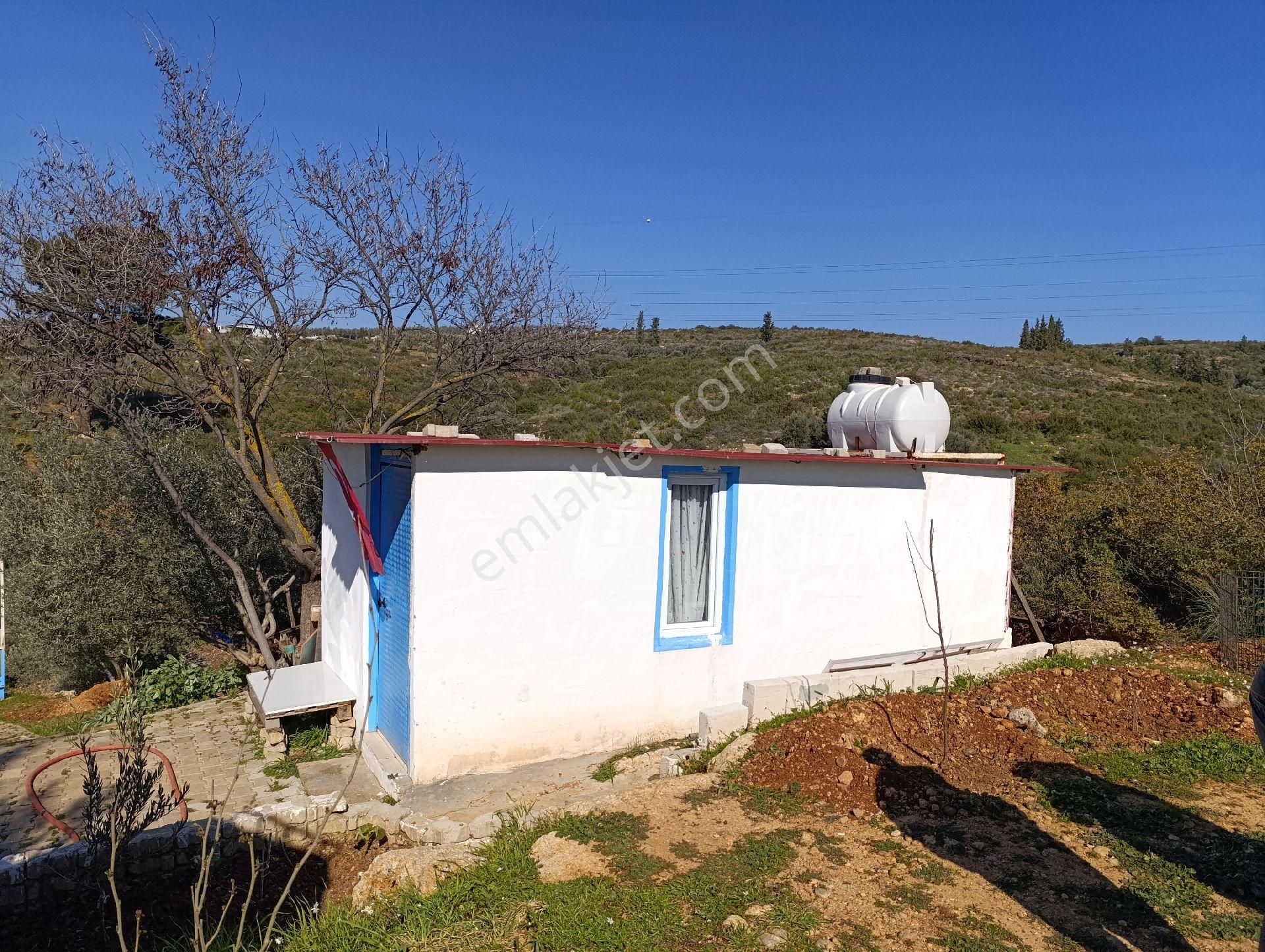 Torbalı Ayrancılar Mahallesinde Mirastan Hisseli Zeytinlik - Görsel 6