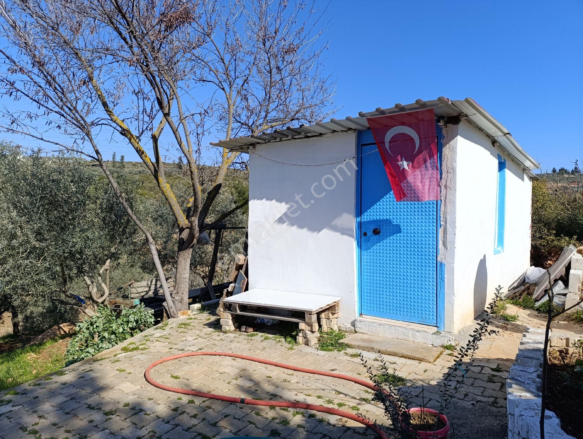 Torbalı Ayrancılar Mahallesinde Mirastan Hisseli Zeytinlik - Görsel 9