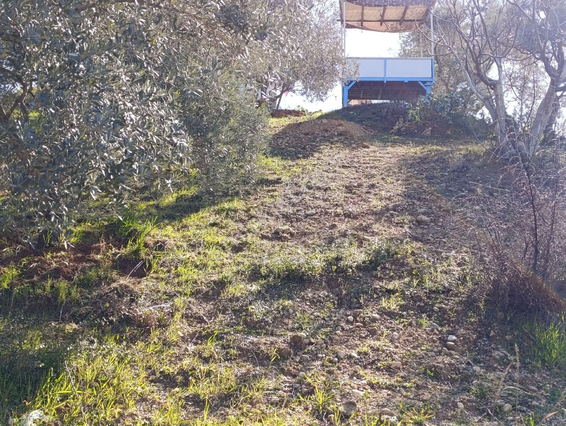 Torbalı Ayrancılar Mahallesinde Mirastan Hisseli Zeytinlik - Görsel 23
