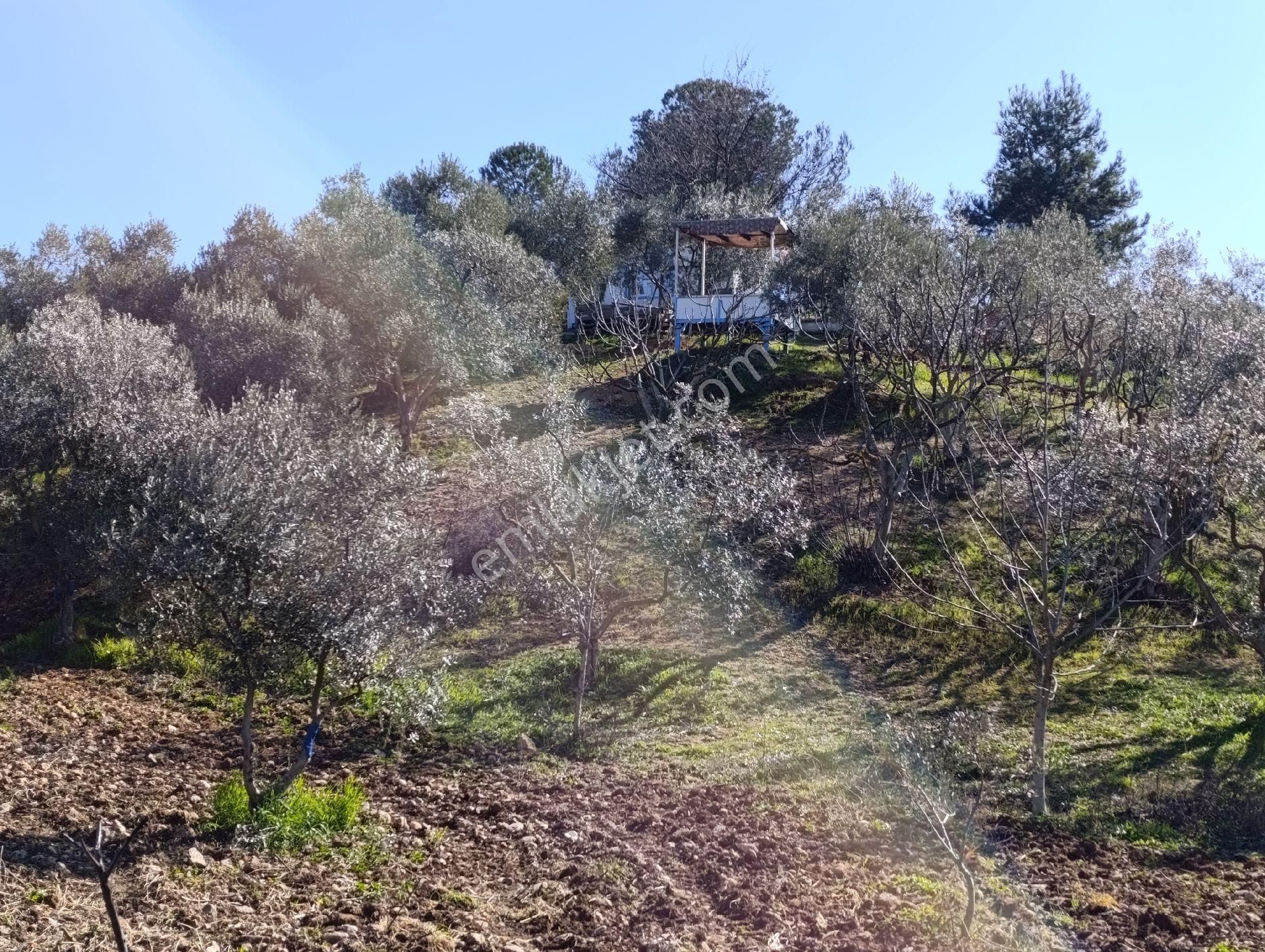 Torbalı Ayrancılar Mahallesinde Mirastan Hisseli Zeytinlik - Görsel 21