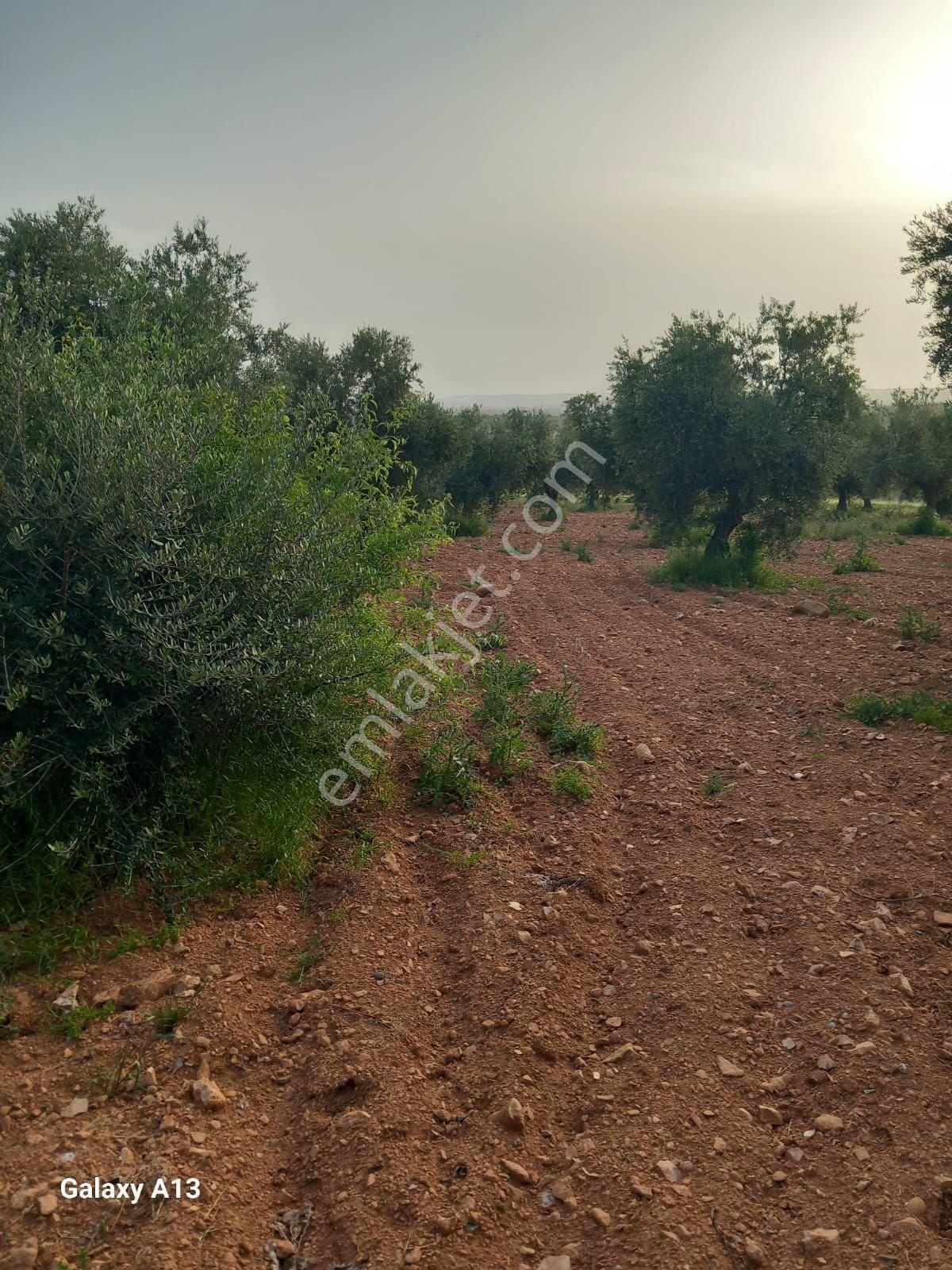 Oğuzeli Çaybaşı Satılık Tarla Akyol Gayrimenkul Den Satlık Oğuzeli Caybaşında Yatırımlık Zeytin Tarlası 7.850 Mt