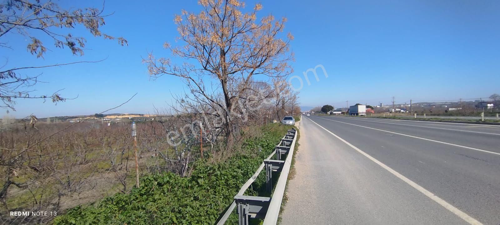 Kemalpaşa Ören 75.yıl Cumhuriyet Satılık Bağ & Bahçe İzmir Kemalpaşa Örende Satılık Şeftali Bahçesi (tarımsal Depo Alınabilir)