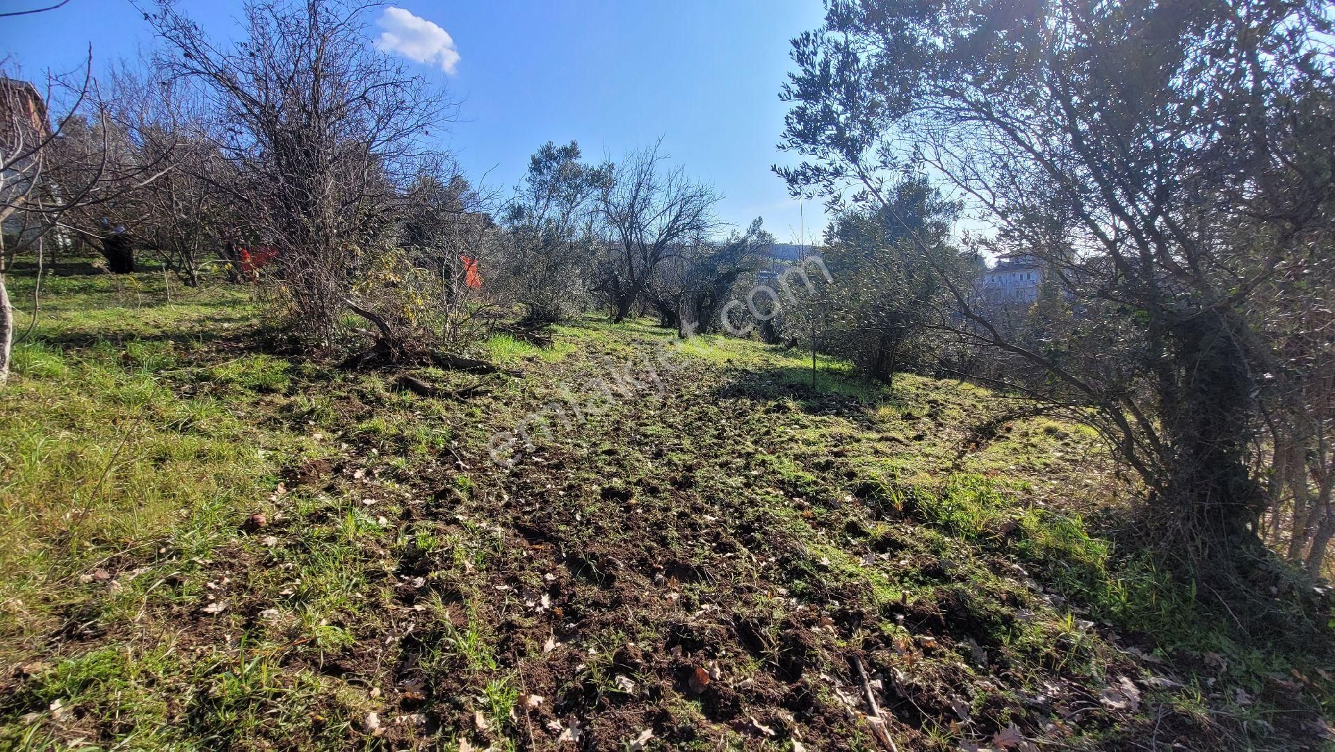 Dürdane Köyünde Satılık 3500 M2 Yatırımlık Tarla - Görsel 11