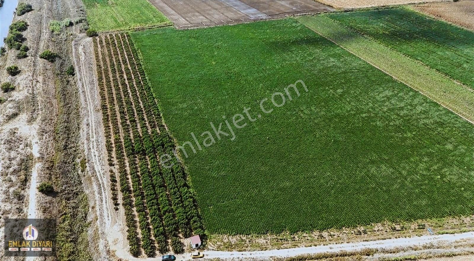 Seyhan Büyükdikili Satılık Tarla Büyükdikilide Kanal Dibi Şahane Parsel Narenciye Bahçesi Kaçmaz!