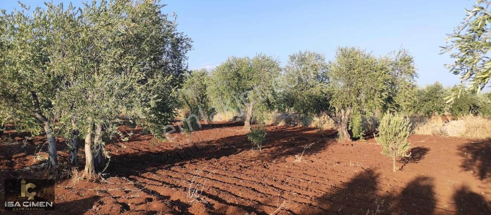 Kilis Merkez Yavuzlu Köyü (Yavuz) Satılık Özel Kullanım Kilis Merkez Yavuzlu Mahallesin De Resmi Yol Üzeri Zeytin