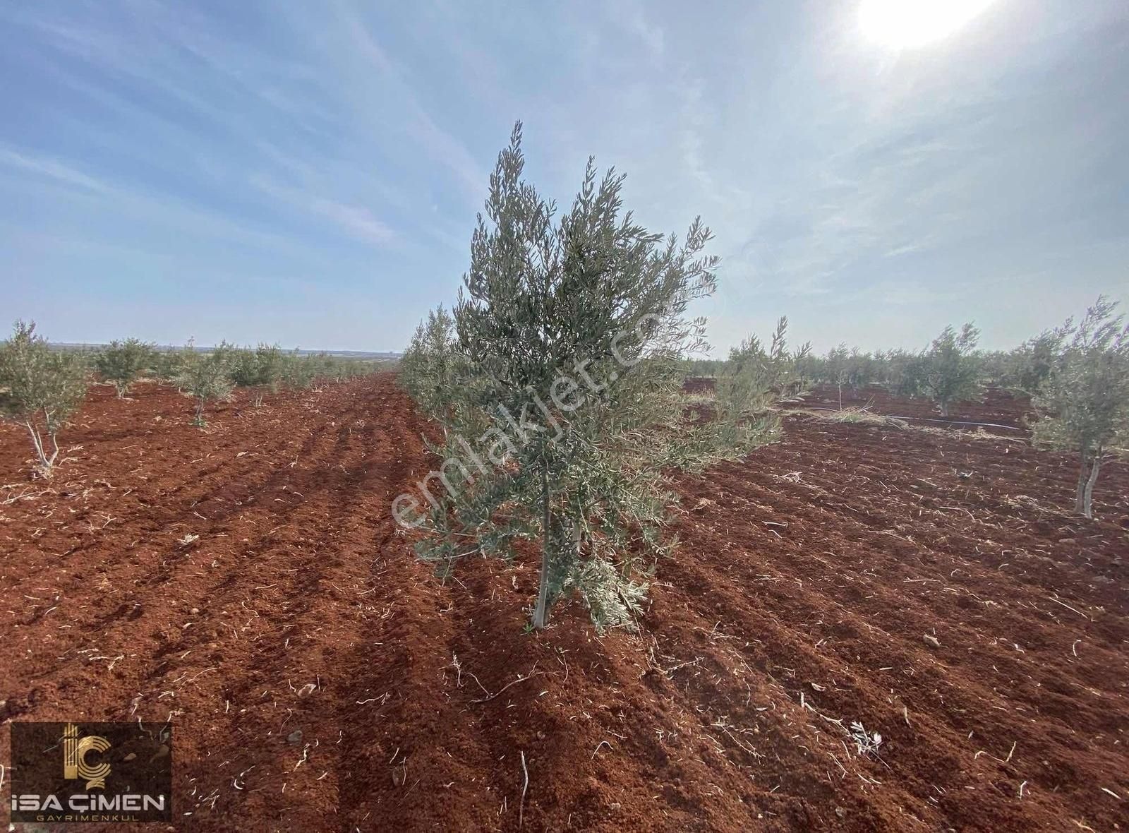 Kilis Merkez Yavuzlu Köyü (Yavuz) Satılık Özel Kullanım Kilis Merkez Yavuzlu Mahallesin De Zeytin Bahçesi