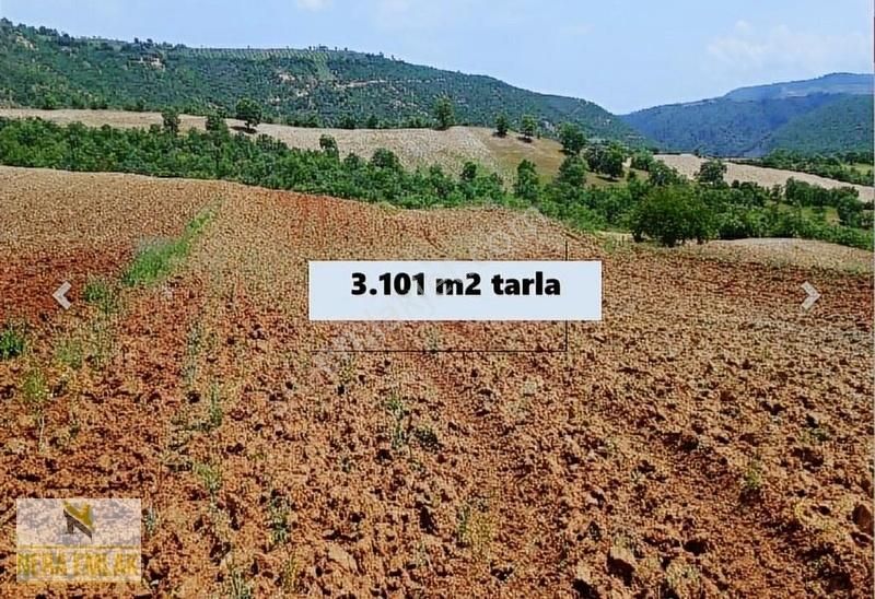 Köprübaşı Rağıllar Satılık Tarla İlçe'ye Yakın Bahçe Yapımına Uygun Tek Tapu Kadastro Yol 3.101m2