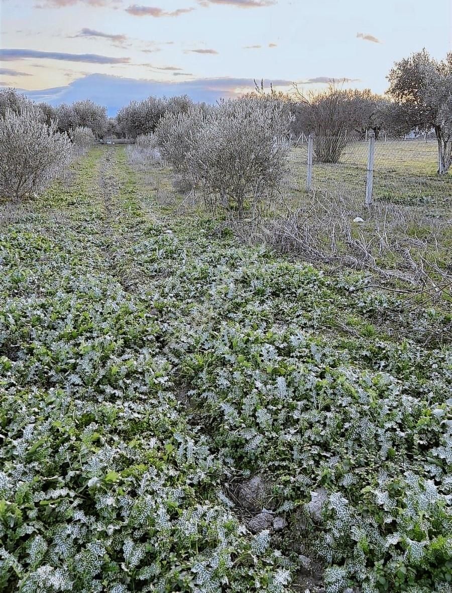 Saruhanlı Kepenekli Satılık Tarla Geb Gayrimenkul'den Hobi Bahçesi