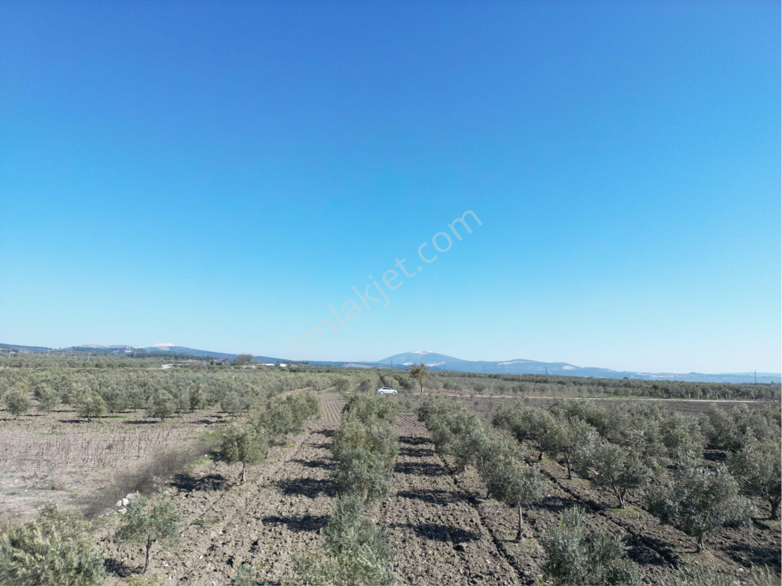 Beyaz Gayrımenkul Den Satılık Kalemli Mh 13,506 M2 Zeytinlik - Görsel 9