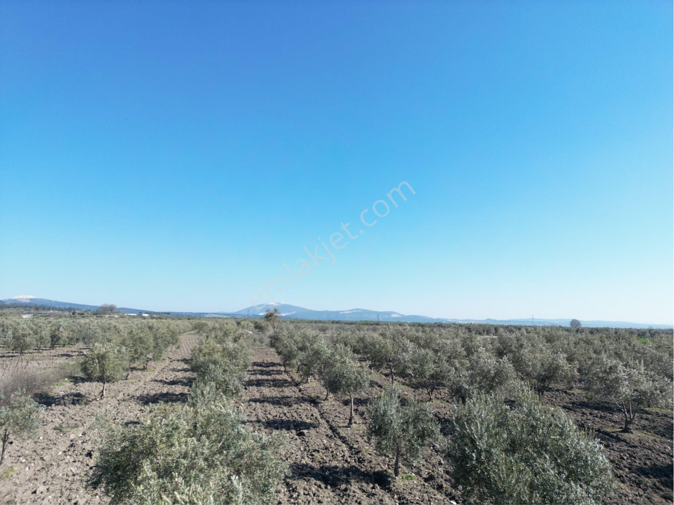 Beyaz Gayrımenkul Den Satılık Kalemli Mh 13,506 M2 Zeytinlik - Görsel 6
