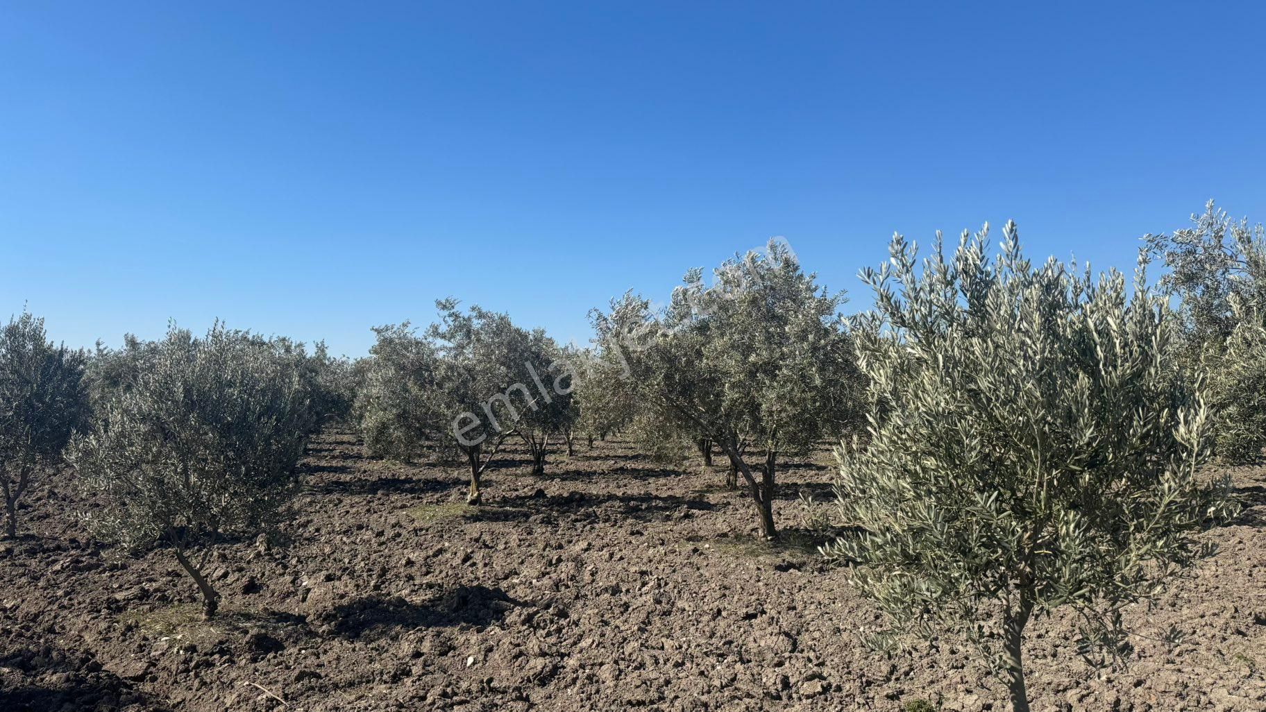 Beyaz Gayrımenkul Den Satılık Kalemli Mh 13,506 M2 Zeytinlik - Görsel 30