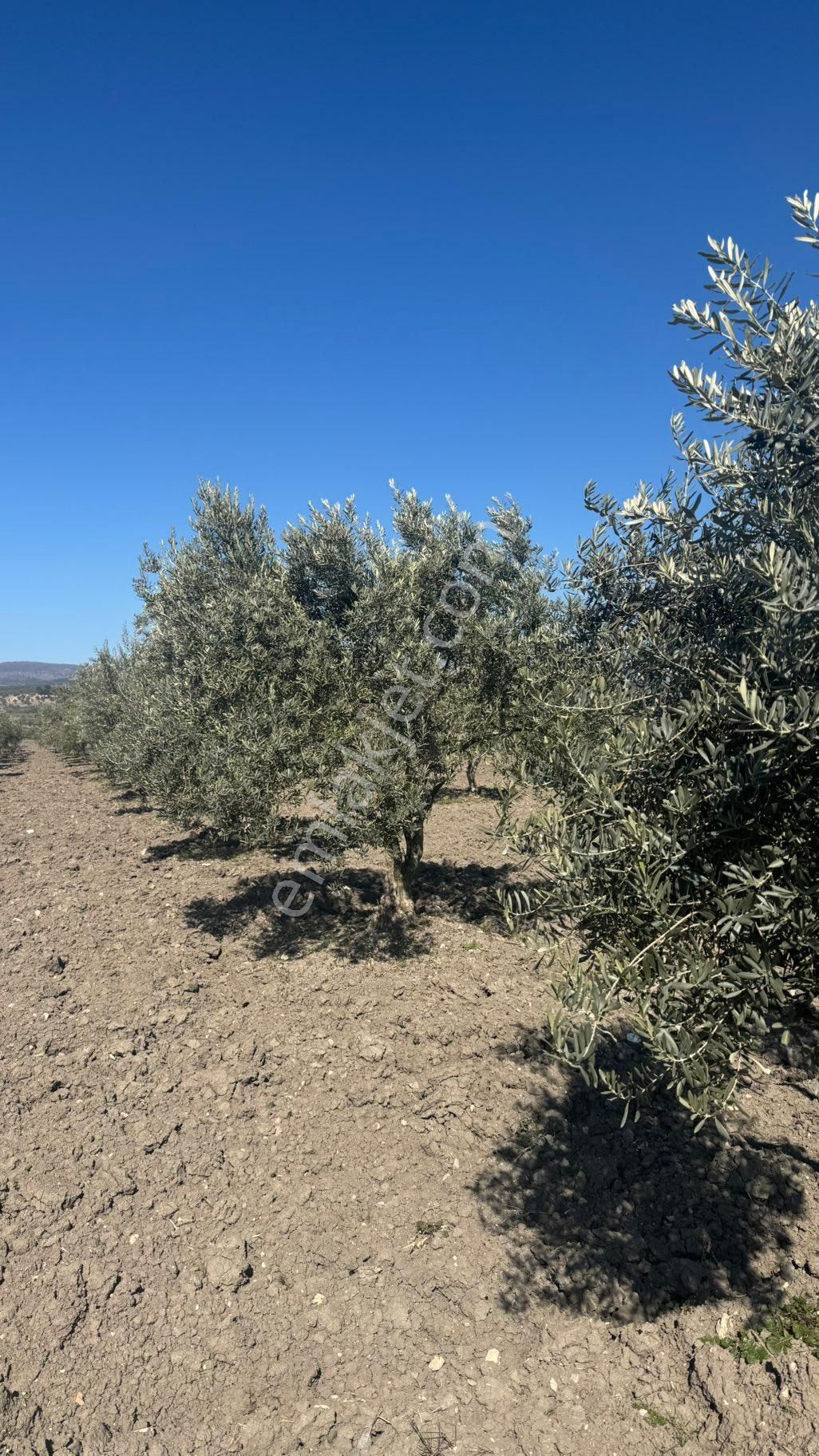 Beyaz Gayrımenkul Den Satılık Kalemli Mh 13,506 M2 Zeytinlik - Görsel 14