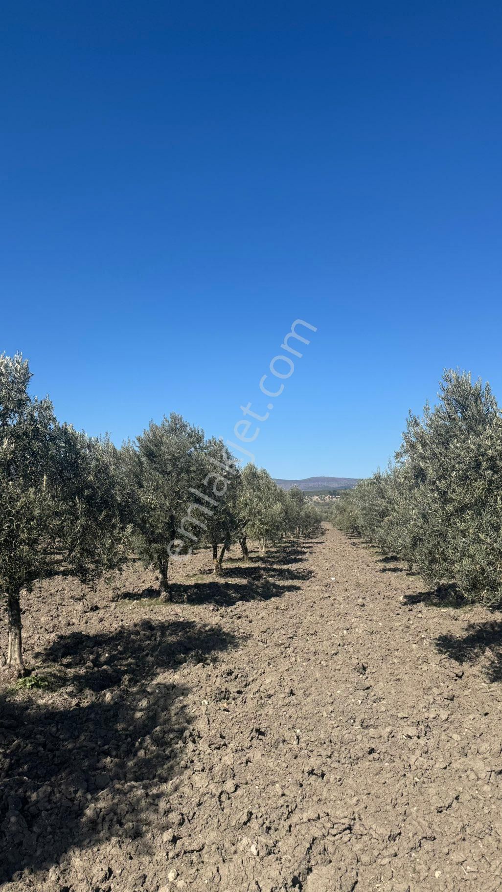 Beyaz Gayrımenkul Den Satılık Kalemli Mh 13,506 M2 Zeytinlik