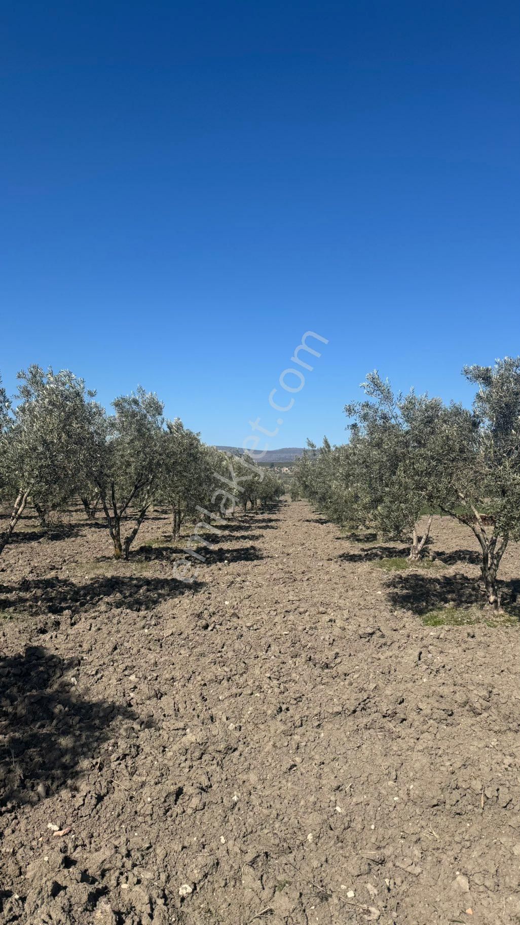 Beyaz Gayrımenkul Den Satılık Kalemli Mh 13,506 M2 Zeytinlik - Görsel 23