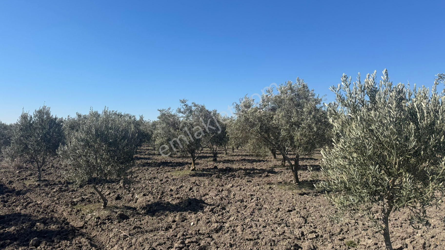 Beyaz Gayrımenkul Den Satılık Kalemli Mh 13,506 M2 Zeytinlik - Görsel 28