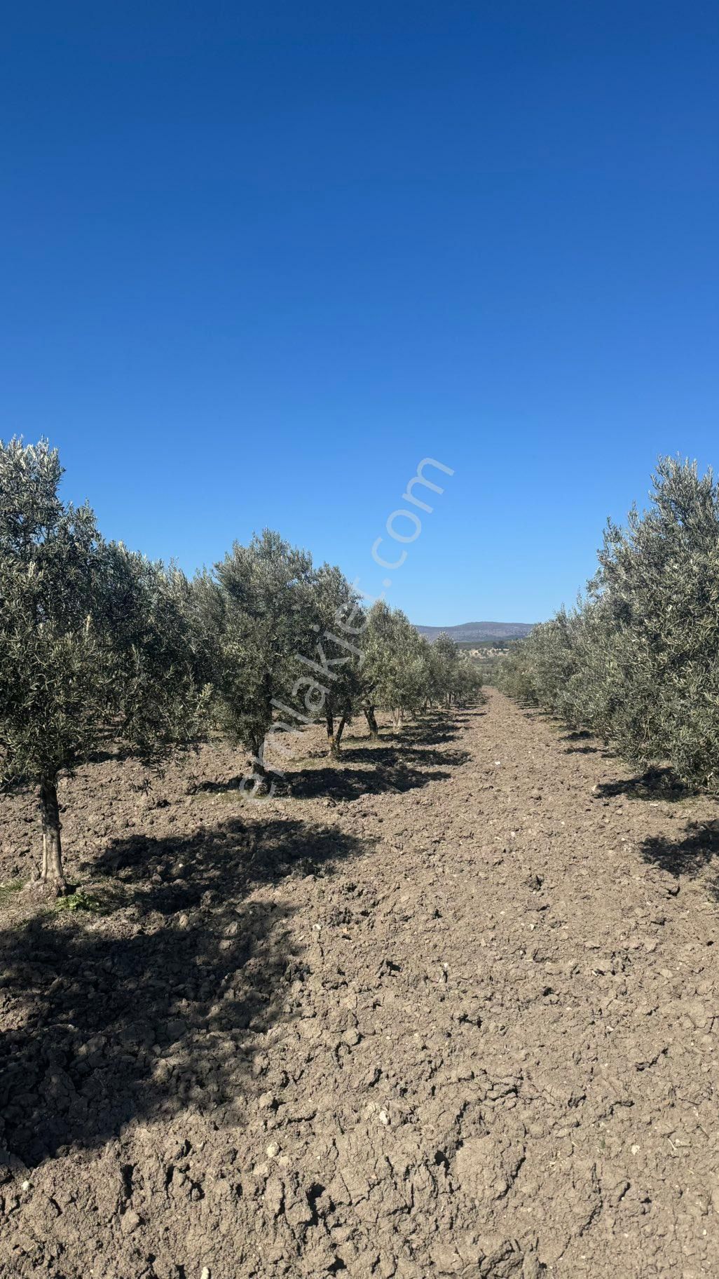 Beyaz Gayrımenkul Den Satılık Kalemli Mh 13,506 M2 Zeytinlik - Görsel 16