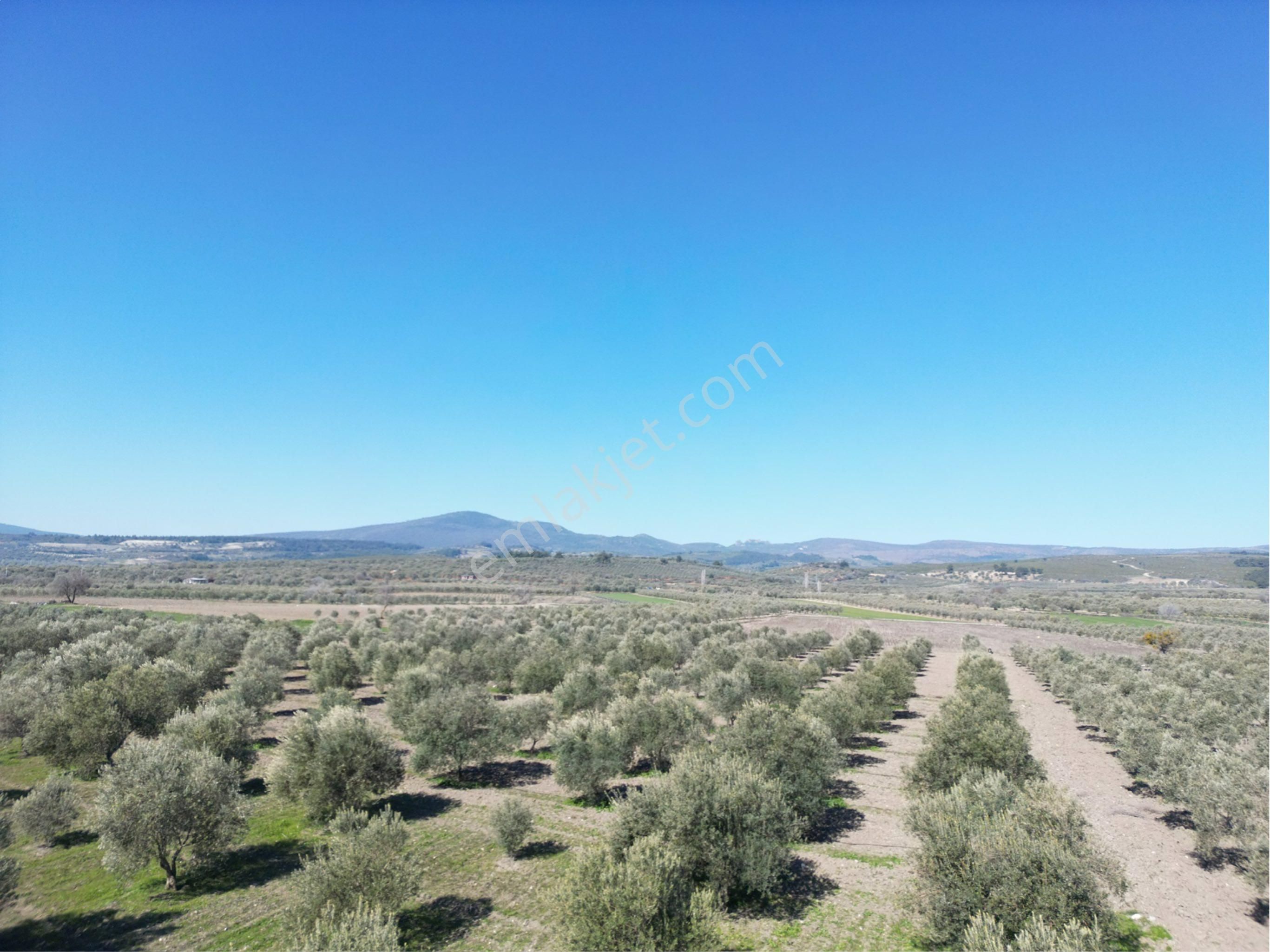 Beyaz Gayrımenkul Den Satılık Kalemli Mh 13,506 M2 Zeytinlik - Görsel 11