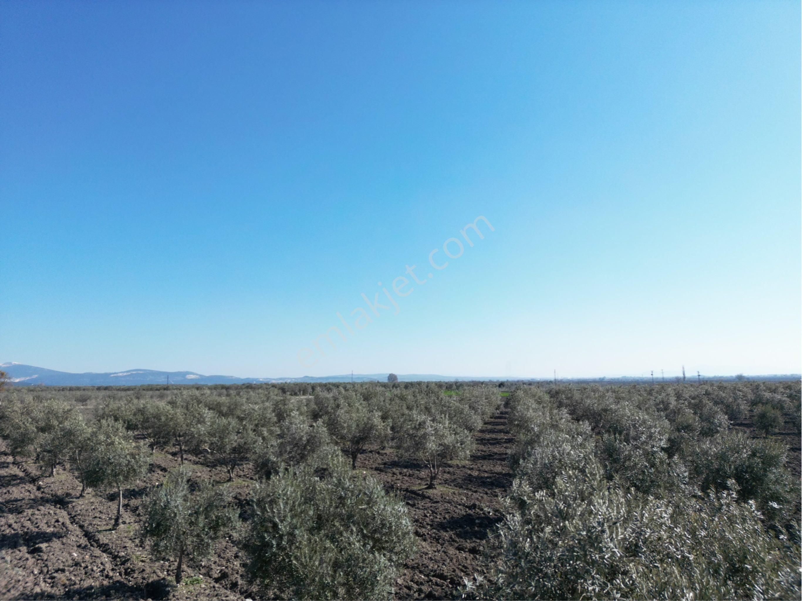 Beyaz Gayrımenkul Den Satılık Kalemli Mh 13,506 M2 Zeytinlik - Görsel 3