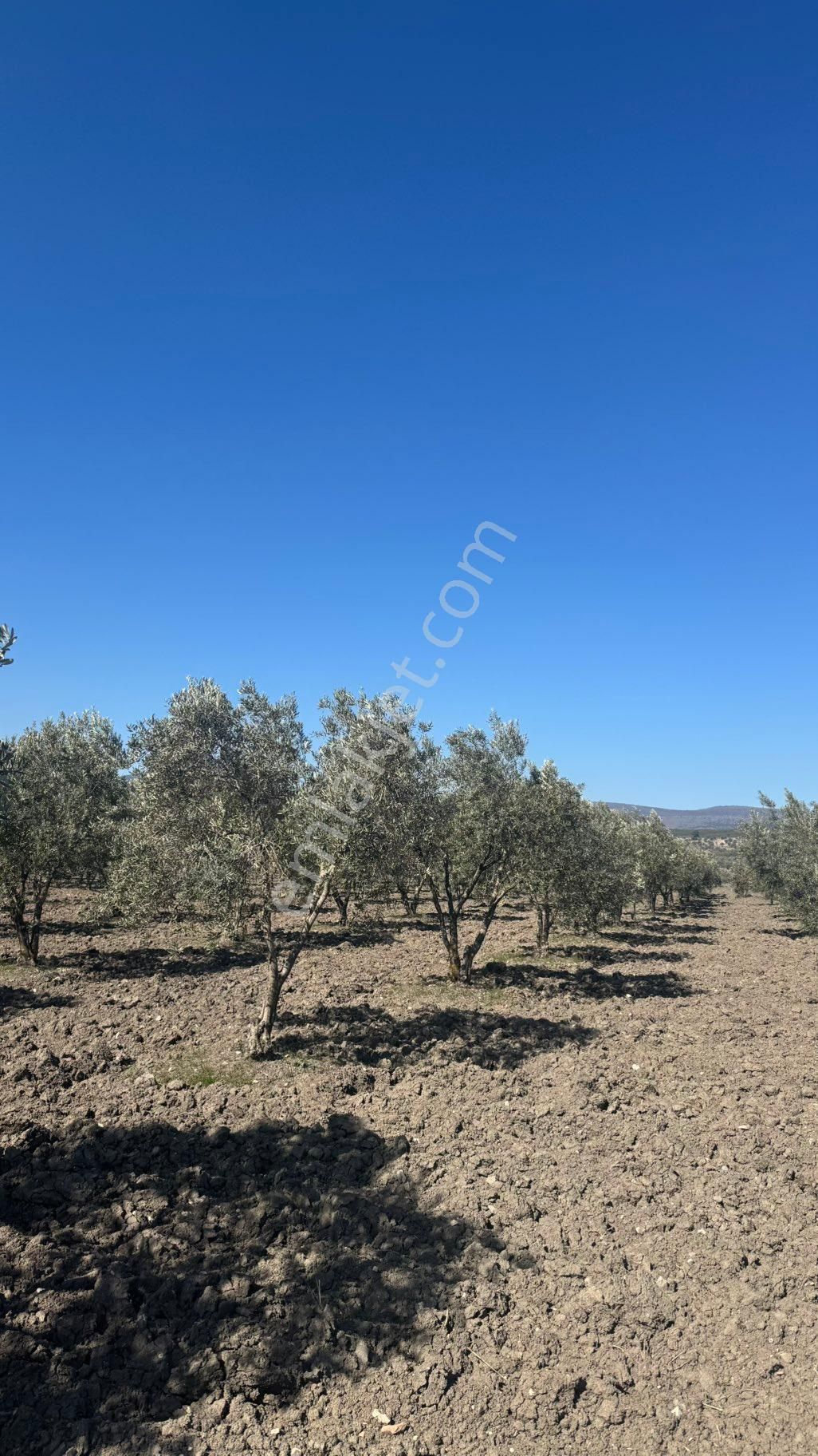 Beyaz Gayrımenkul Den Satılık Kalemli Mh 13,506 M2 Zeytinlik - Görsel 25