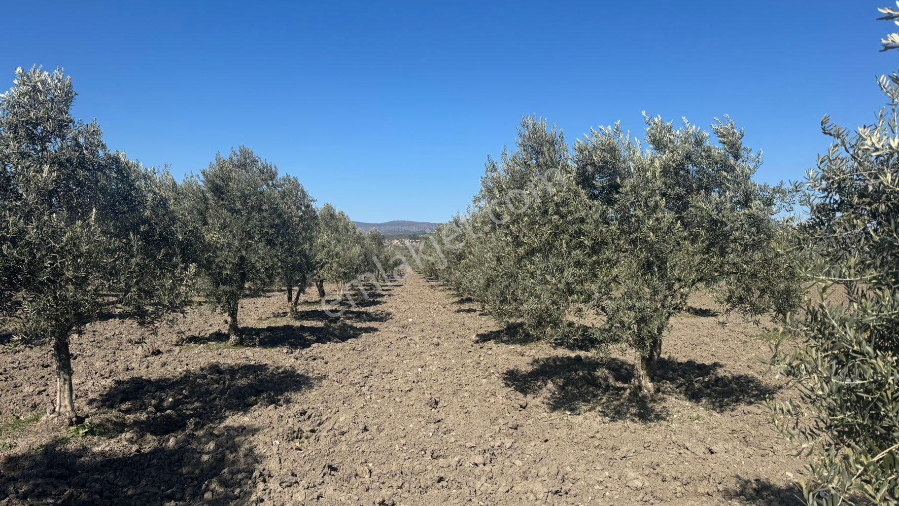 Beyaz Gayrımenkul Den Satılık Kalemli Mh 13,506 M2 Zeytinlik - Görsel 20