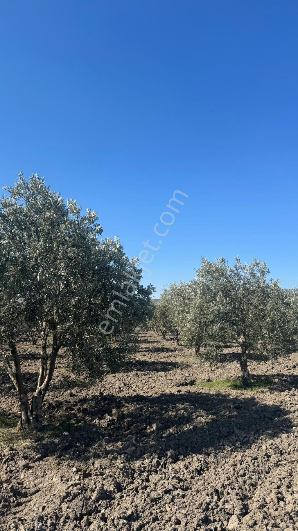 Beyaz Gayrımenkul Den Satılık Kalemli Mh 13,506 M2 Zeytinlik - Görsel 31