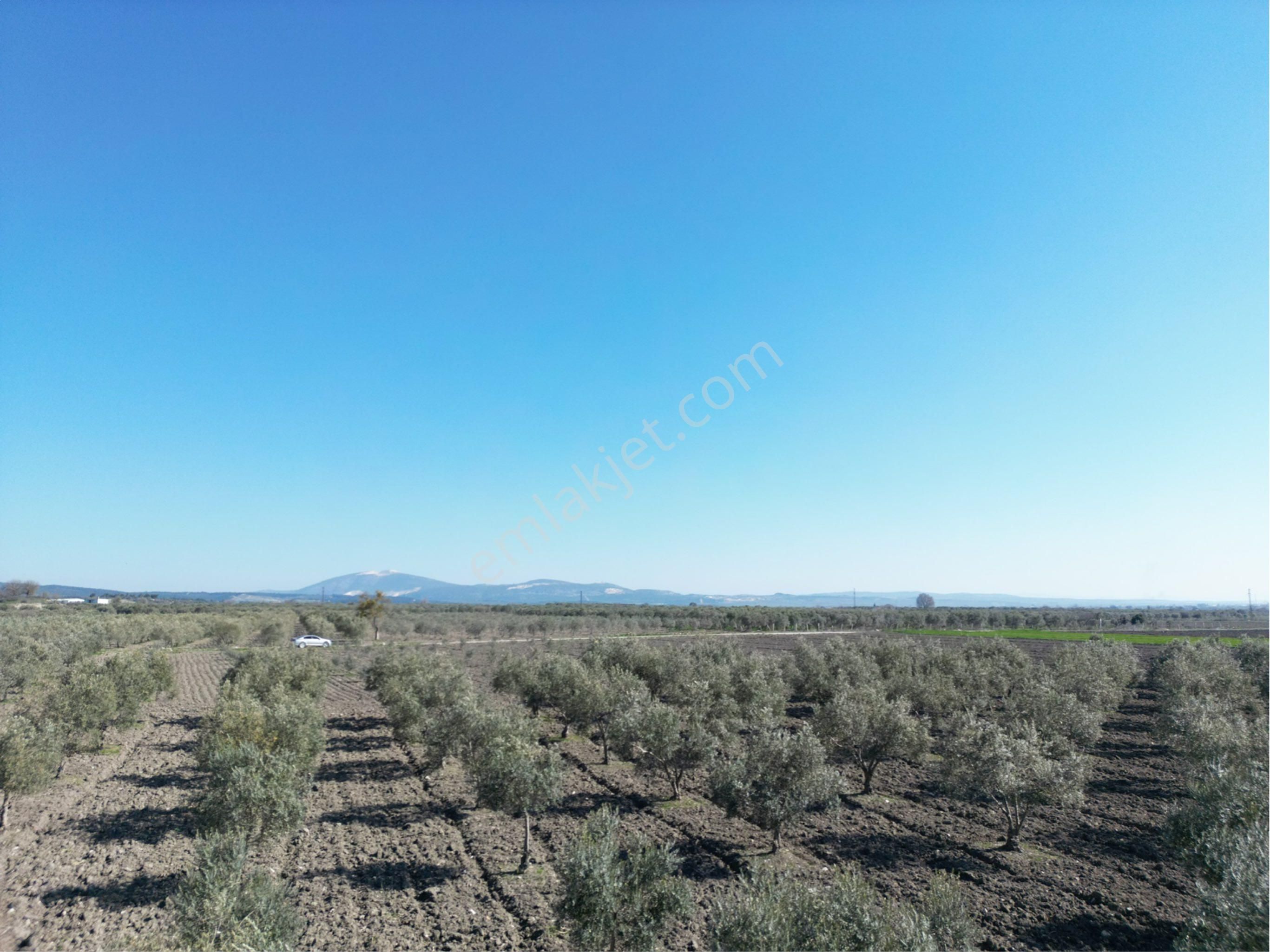 Beyaz Gayrımenkul Den Satılık Kalemli Mh 13,506 M2 Zeytinlik - Görsel 10