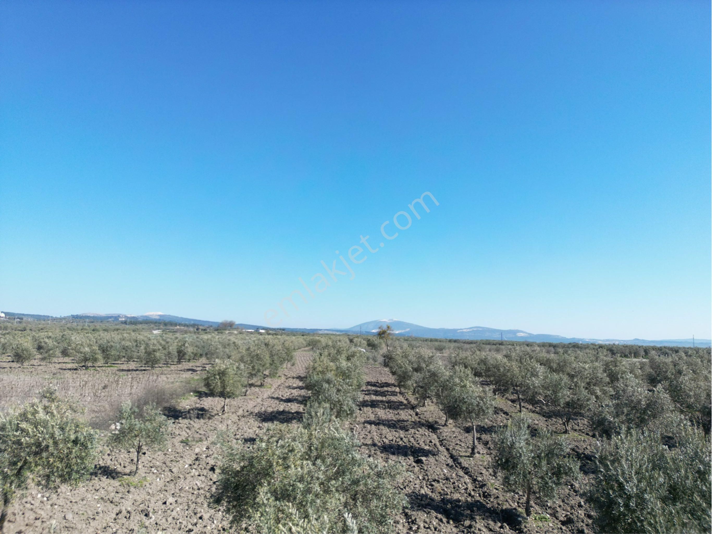 Beyaz Gayrımenkul Den Satılık Kalemli Mh 13,506 M2 Zeytinlik - Görsel 7