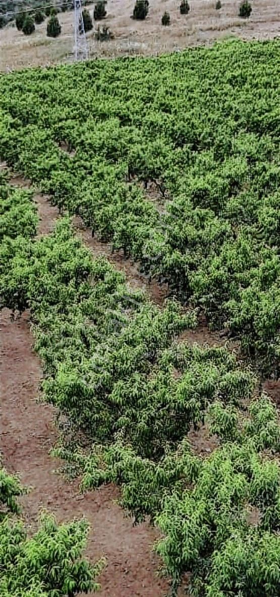 Akyörükden Satılık Arazi Meyve Bahçesi Çayırlı Mahallesinde - Görsel 7