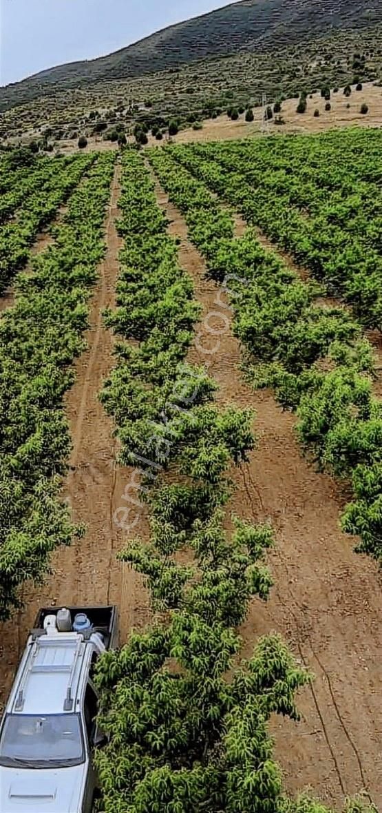 Akyörükden Satılık Arazi Meyve Bahçesi Çayırlı Mahallesinde - Görsel 6