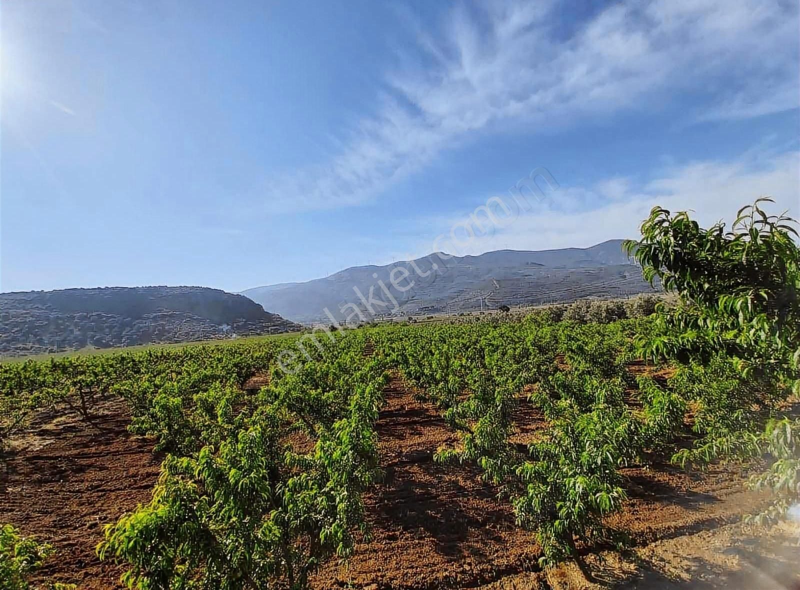 Akyörükden Satılık Arazi Meyve Bahçesi Çayırlı Mahallesinde - Görsel 9