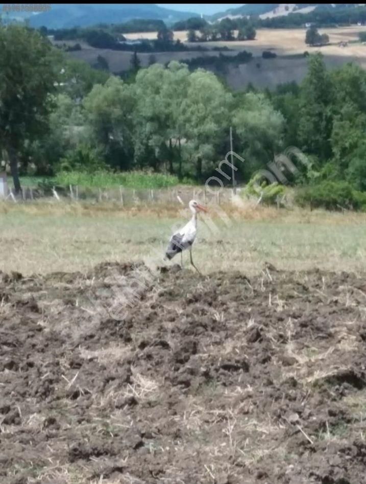 Atakum Kamalı Satılık Tarla Atakum Kamalida Koy İçi Tek Tapu Arsa