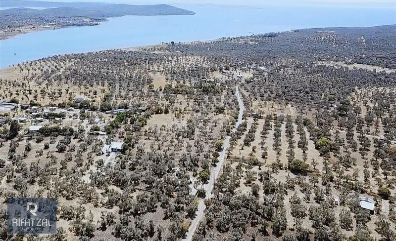 Ayvalık Namık Kemal Satılık Zeytinlik Cunda Adasına Yürüme Mesafesinde Yol Cepheli Satılık Zeytinlik