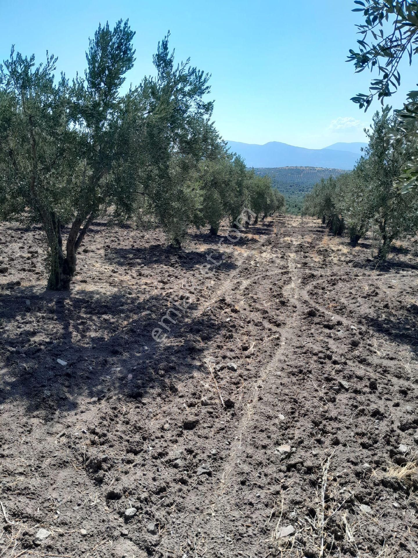 Bergama Kozluca Satılık Zeytinlik Satılık Müstakiltapu Zeytinlik