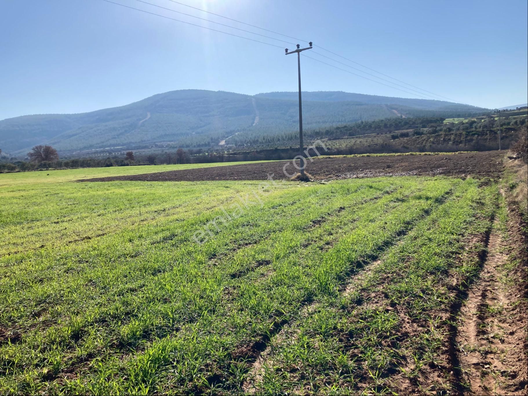 Düz Ovada Verimli Sulu Tarla 20.642 M2 - Görsel 4