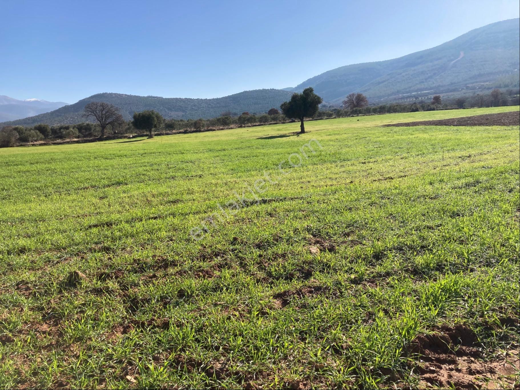 Düz Ovada Verimli Sulu Tarla 20.642 M2 - Görsel 3